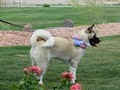 Grand Vista Akitas - Pet Boarding image 4