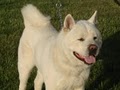 Grand Vista Akitas - Pet Boarding image 1