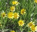 Great Basin Natives - Plant Nursery image 2