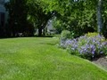 Green Grass Lawn Care image 2