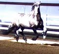 Heber Valley Performance Horse image 2