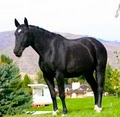Heber Valley Performance Horse image 3