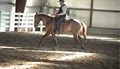 Heber Valley Performance Horse image 8