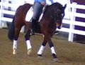 Heber Valley Performance Horse image 1