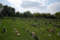 Hinsdale Animal Cemetery and Crematory image 10