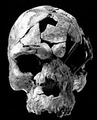 Human Evolution Research Center image 1