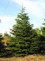 Hutton-Loyd Tree Farm: Christmas Center image 5