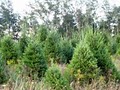 Hutton-Loyd Tree Farm image 4