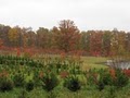 Hutton-Loyd Tree Farm image 9