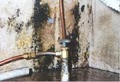 Indoor Water Damage and Mold Removal Services image 7