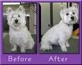 It's A Dog's World Pet Grooming image 2