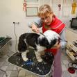 It's A Dog's World Pet Grooming image 1