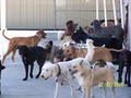 Jeanne's Doggy Day Care & Pet image 8