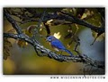 Kristen Westlake Fine Art Photography of Nature & Wildlife image 3