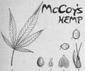 Kyle McCoy's Hemp logo