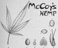 Kyle McCoy's Hemp image 1
