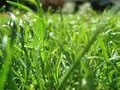 Lawn Moe - Landscaping and Lawn Care Services of New Hampshire image 5