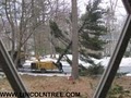 Lincoln Tree & Landscape image 5