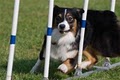 Low Country Dog Agility image 3