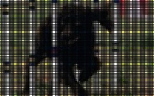 Low Country Dog Agility image 5