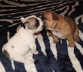 MaximumBull English Bulldog and French Bulldog image 2