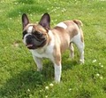 MaximumBull English Bulldog and French Bulldog image 3