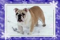 MaximumBull English Bulldog and French Bulldog image 4