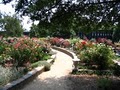 Mc Gill Rose Garden image 2