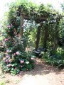 Mc Gill Rose Garden image 3