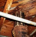 Mold and Mildew Inspectors image 1