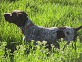Montrose Dog Training and Boarding - Cottonwood Ranch & Kennel logo