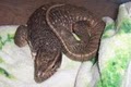 Northeast Iowa Reptile Rescue, Inc. image 3