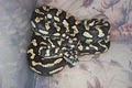 Northeast Iowa Reptile Rescue, Inc. image 4
