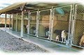 Northport Boarding Kennels image 2