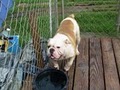 OLD RED ENGLISH BULLDOGS KENNEL INC. image 6