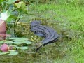 Okefenokee Swamp Park image 3