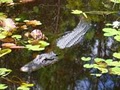 Okefenokee Swamp Park image 4