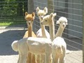 Our Little World Alpacas LLC image 2