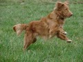 PRIDDY POSITIVE K9S, LLC - Dog Training image 3