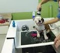 Park & Bark Mobile Grooming - Pet Services, Pet Groomer image 4