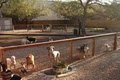 Pawderosa Ranch Doggie Play and Stay image 4