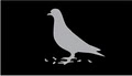 Pigeon Skate logo