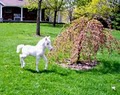 Pine Ridge Farm Miniature Horses image 6