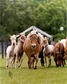 Pine Ridge Farm Miniature Horses image 8
