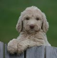 Prairie Ridge Farm Labradoodles logo