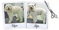 Pretty Pets Grooming Salon LLC image 6
