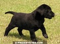 Prize My Eyes Labrador Retrievers image 2