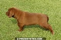 Prize My Eyes Labrador Retrievers image 3