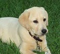 Prize My Eyes Labrador Retrievers image 4
