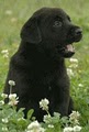 Prize My Eyes Labrador Retrievers image 5